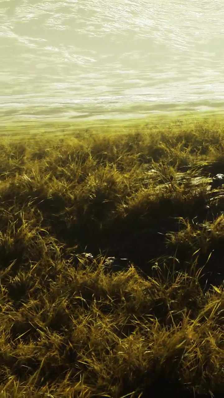 Erba e acqua si incontrano su una riva durante il giorno in un ambiente naturale.