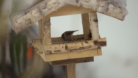 Cerrar-Video-De-Pájaros-En-Una-Pajarera-Volando,-Comiendo-Y-Buscando-Comida-En-Invierno-Con-La-Naturaleza-Cubierta-De-Nieve,-Video-En-4k-En-120fps