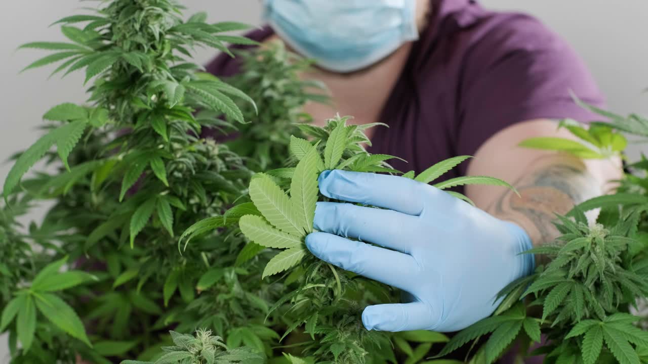 대마초 꽃, 대마초 필드 의학적 용도로 대마초의 유기적 성장.