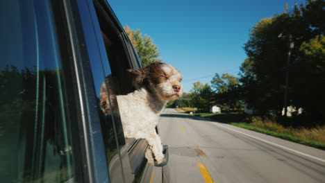 funny dog passenger auto peeks out of window