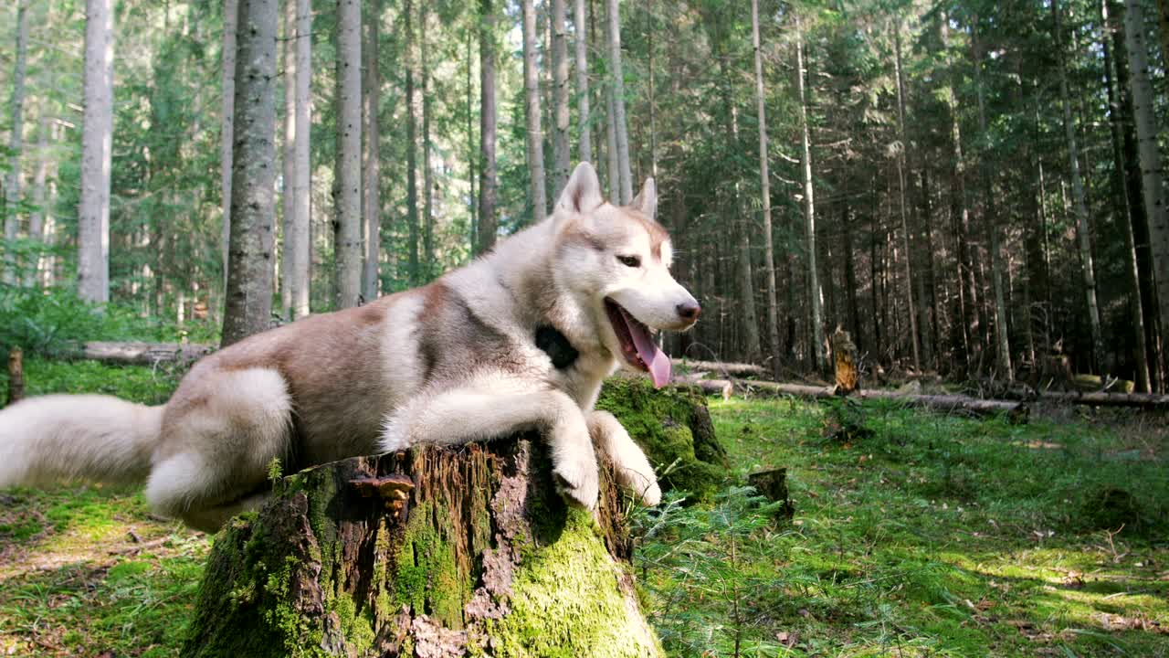 un lindo perro husky siberiano en un tronco en el bosque