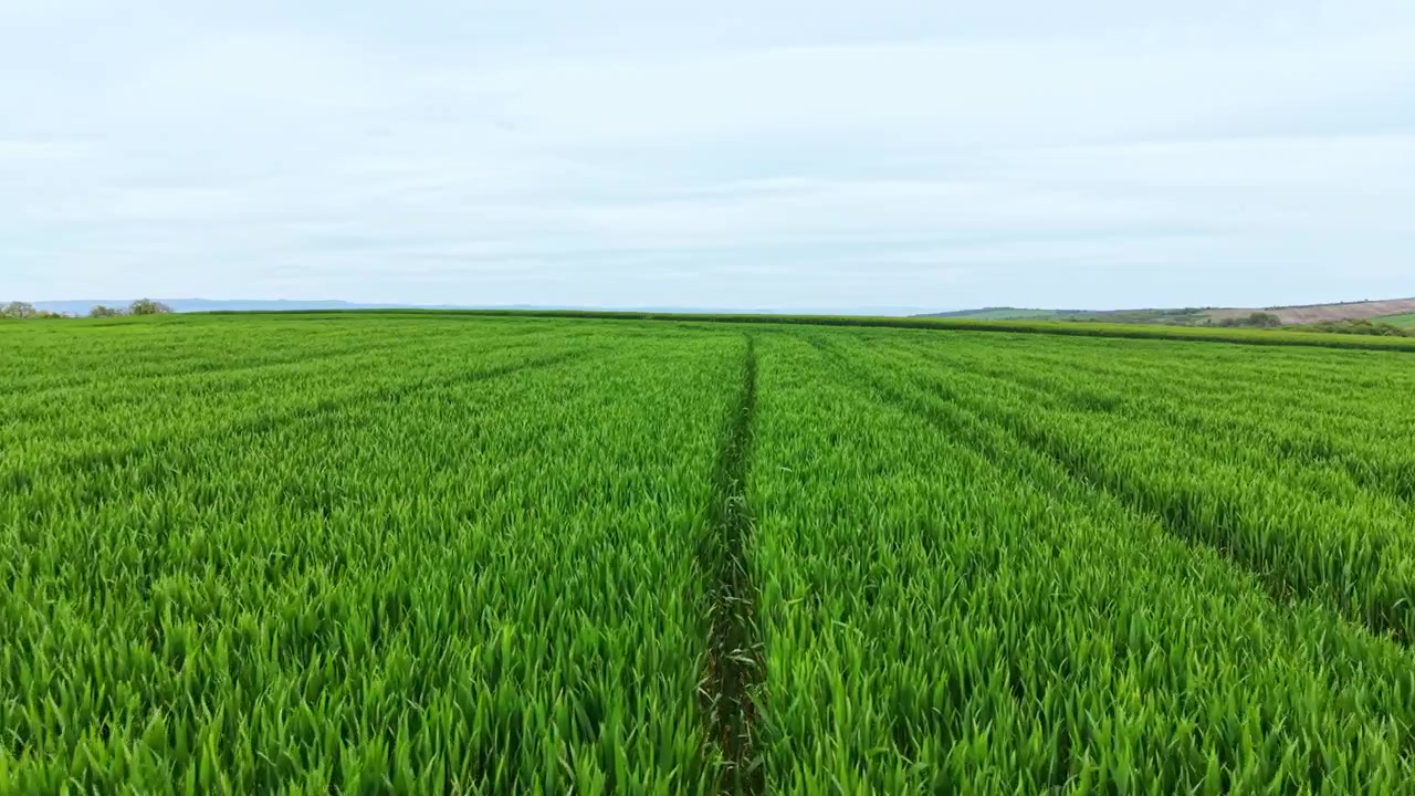 Campo de trigo se estende pela terra sob um céu claro durante o dia, com talos verdes visíveis e uma paisagem distante ao fundo.