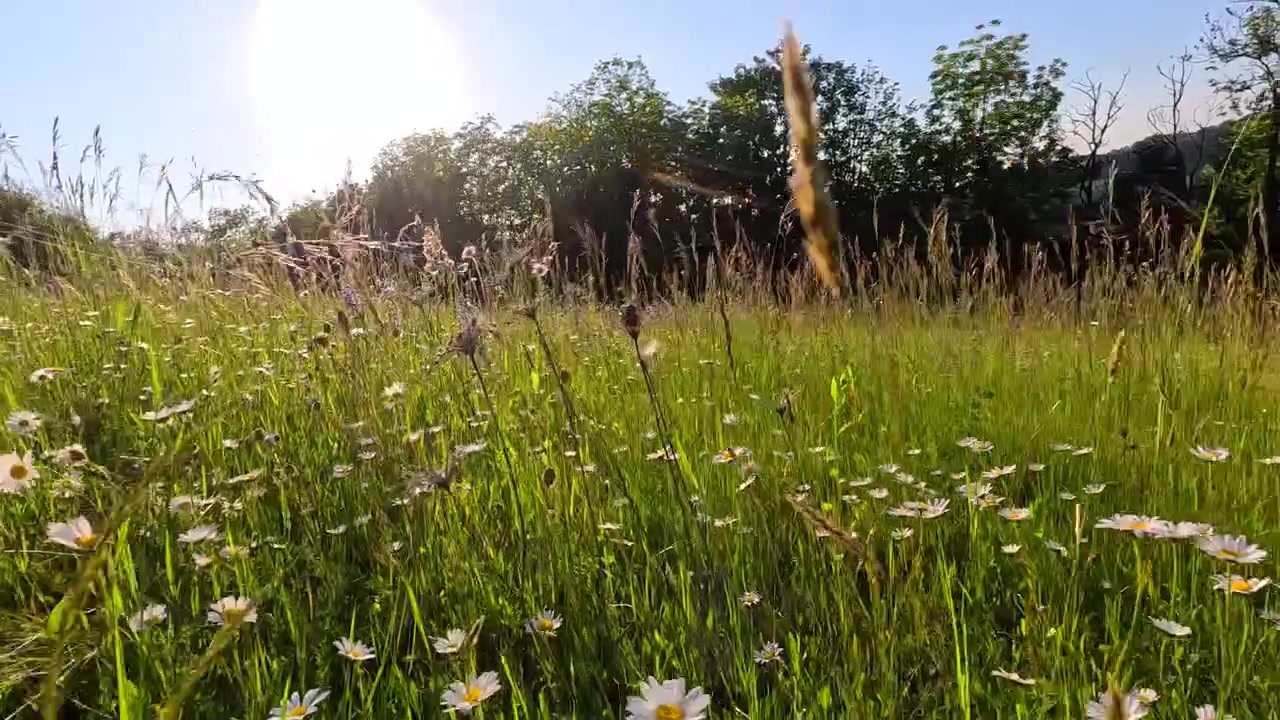 Verfolgungseinstellung aus niedriger Perspektive durch eine leuchtend grüne Graslandschaft unter hellem Sommerlicht.