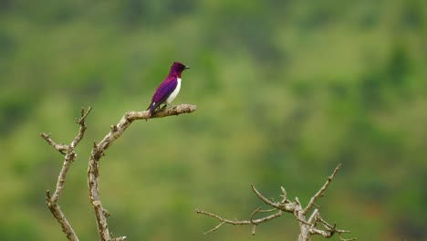 cámara lenta: el estornino de espalda violeta macho levanta el ala y gira en exhibición de cortejo en la rama de un árbol seco, enfoque superficial