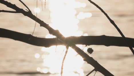 beach tree branches with golden sun reflecting in ocean water background