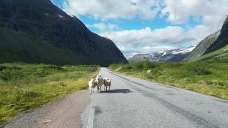 Madre-Oveja-Y-Corderos-Caminan-Por-La-Carretera-En-El-Parque-Nacional-Reinheimen,-Noruega