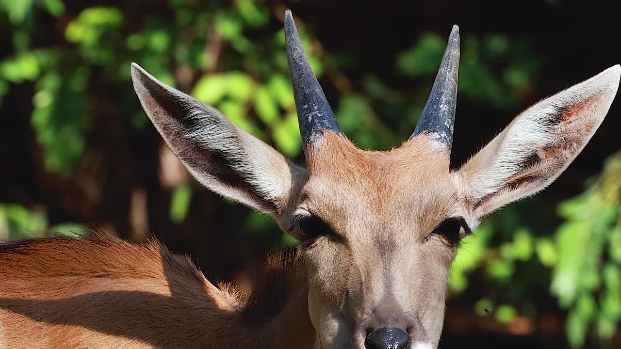 A detailed close-up of a young eland's head and horns against a soft green background