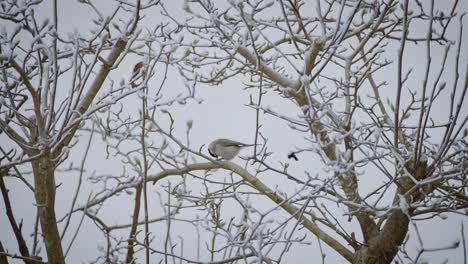 Nahaufnahme-Eines-Kleinen-Vogels,-Der-Im-Winter-In-Zeitlupe-Auf-Einem-Baum-Gefangen-Wurde