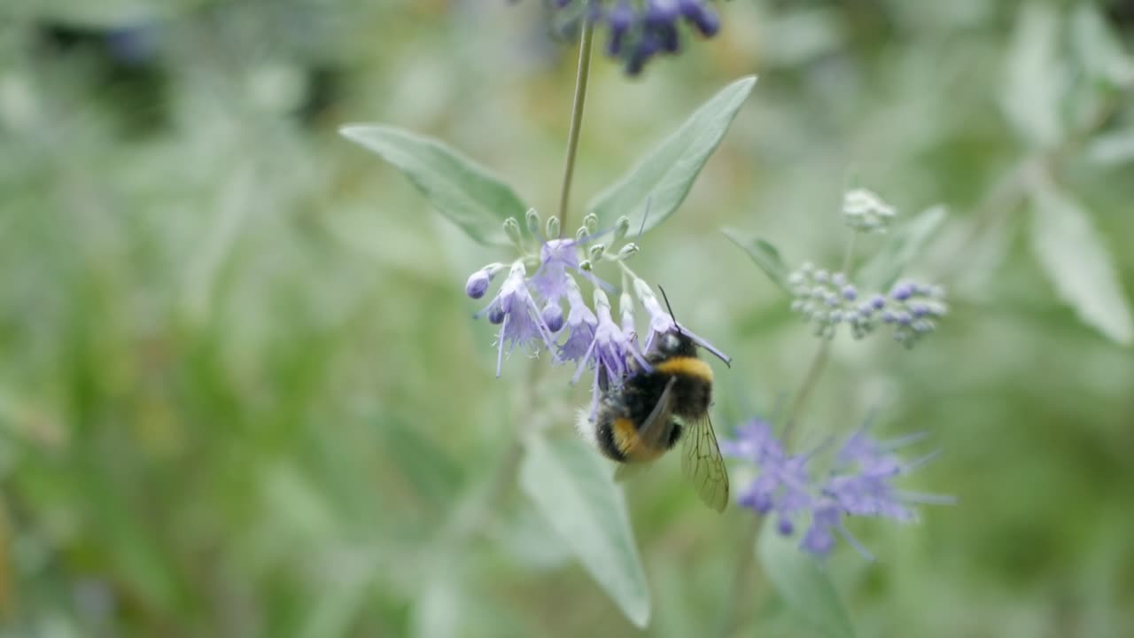 Bumblebee sitting on blue flower and fly away, soft daylight