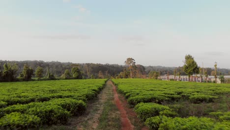 sunset at the tea fields near nairobi, kenya