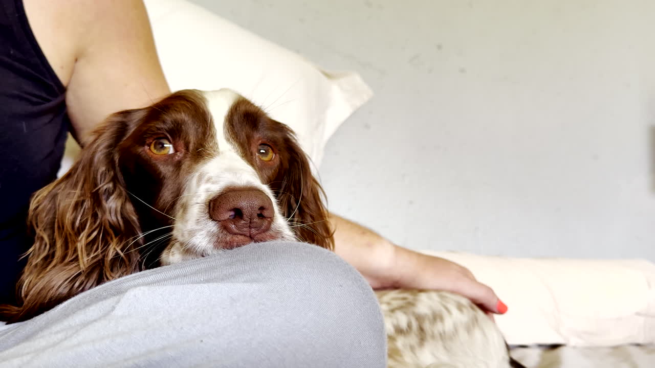Spaniel dog rests peacefully on owner’s lap, stroked to sleep in calm comfort