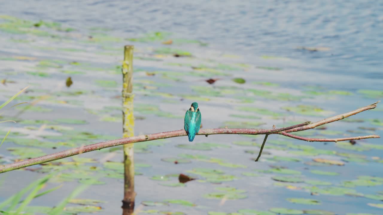 킹피셔 (kingfisher) 는 네덜란드 프리스랜드 (friesland) 의 이릭 연못 위의 가지에 앉아 평온한 물을 쳐다보고 있습니다.