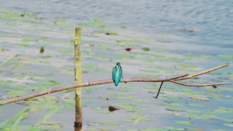 kingfisher perched on branch over idyllic pond in friesland netherlands, staring down at calm water