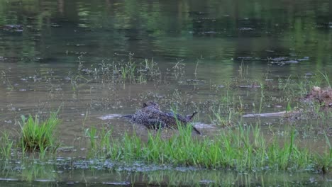 One-monitor-lizard-is-wading-in-a-shallow-part-of-Beung-Boraphet-Lake-in-Nakhon-Sawan-province-in-Thailand