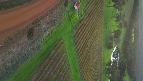 vertical footage of vineyard rows at margaret river in western australia