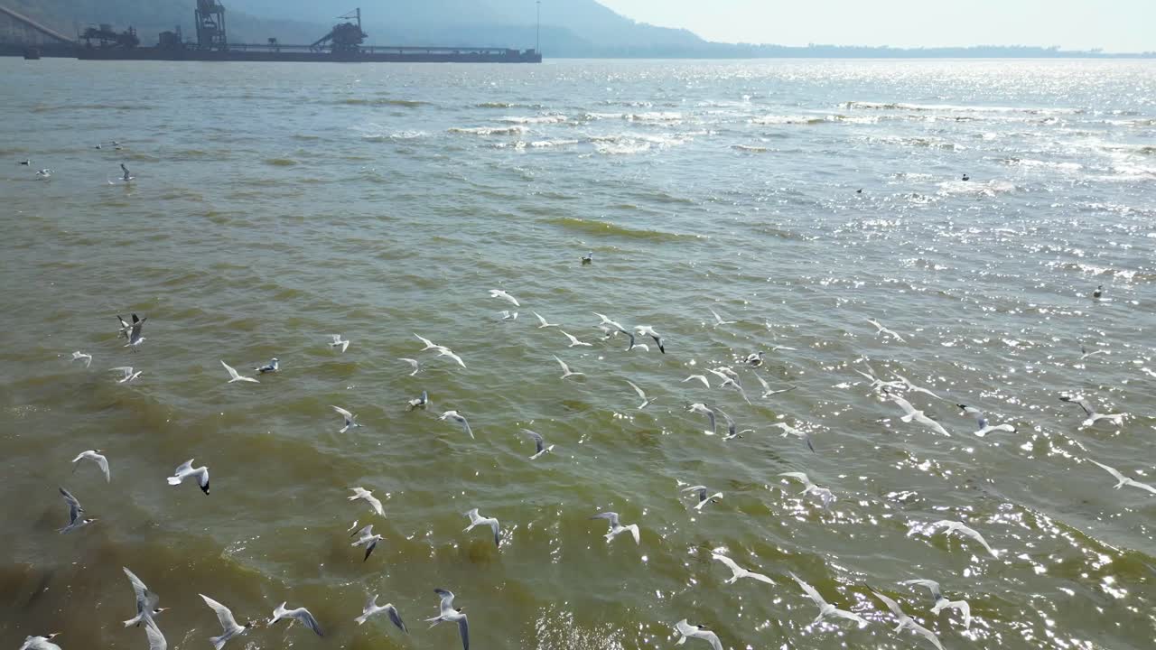 조류 근접 촬영 조감도를 따라 강 무인 항공기에서 비행하는 새