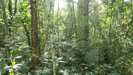 selva tropical atlántica, follaje verde y exuberante reflejado por la luz del sol