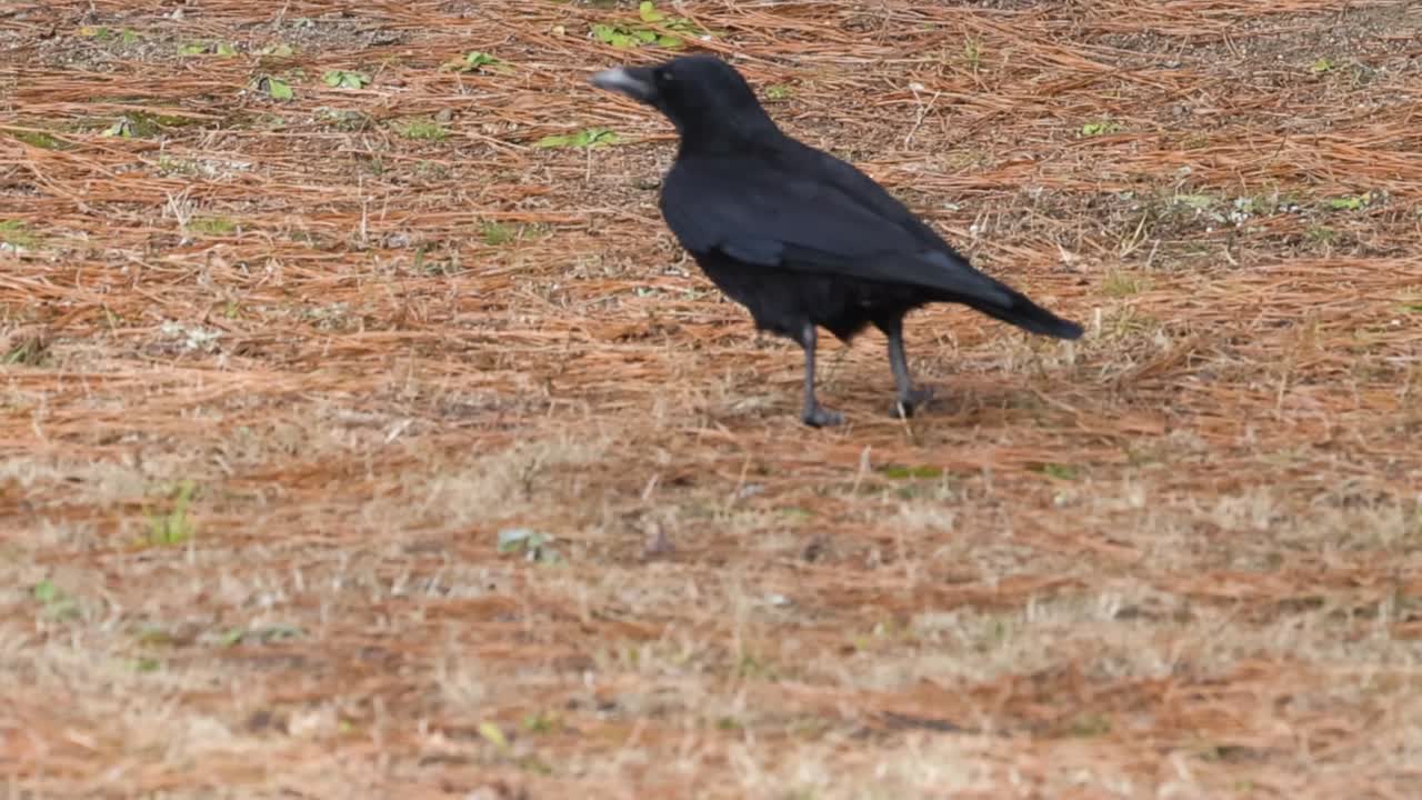 A crow walks across a dry, grassy area, showcasing its sleek black feathers and curious nature.