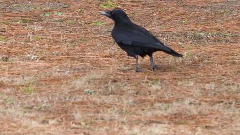 a crow walks across a dry, grassy area, showcasing its sleek black feathers and curious nature.