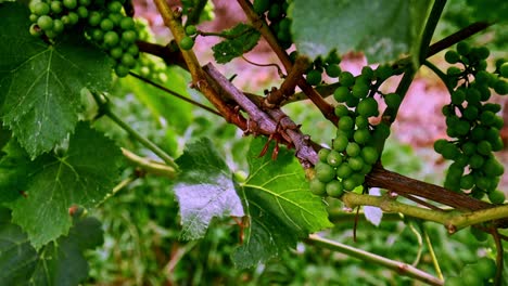 Racimos-De-Uvas-Verdes-En-La-Vid-En-Transición-Natural-Hacia-La-Madurez