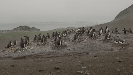camera moving from behind person who looks at penguin colony