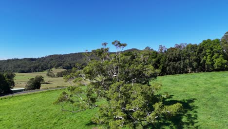 drone footage captures expansive green fields and trees under clear blue skies in bellingen, nsw, australia