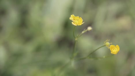 closeup of yellow wildflowers