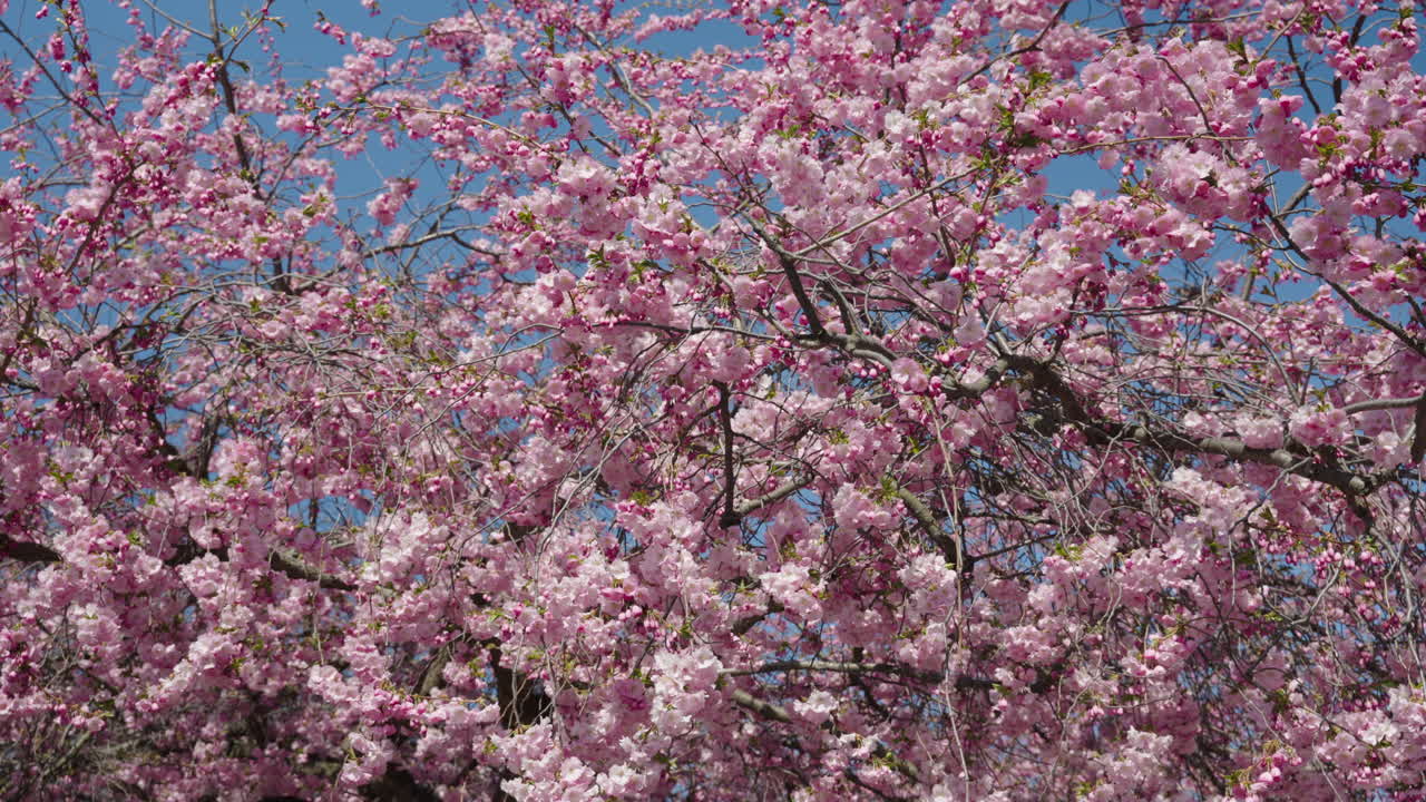 Sakte film-opptak av rosa kirsebærblomster mot en blå himmelbakgrunn