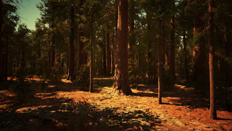 La-Luz-Del-Sol-Temprano-En-La-Mañana-En-Las-Secuoyas-De-Mariposa-Grove