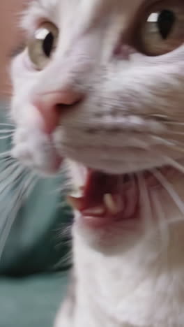 close-up of a white cat's face