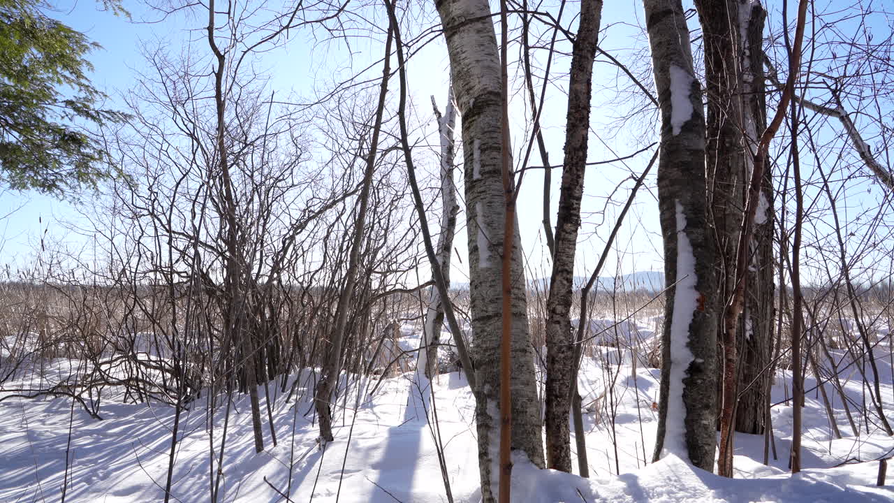 나무 뒤에 태양이 있는 자연 공원에서 팬 샷