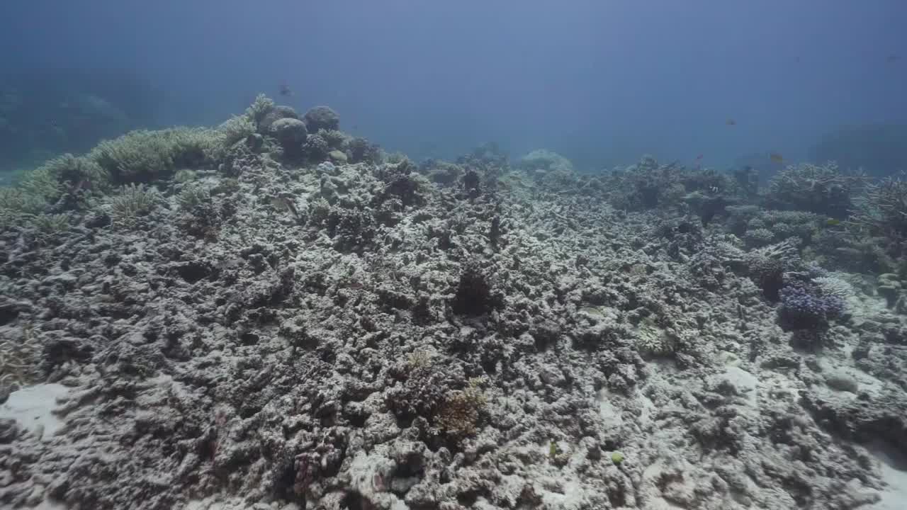 arrecife de coral blanqueado muerto