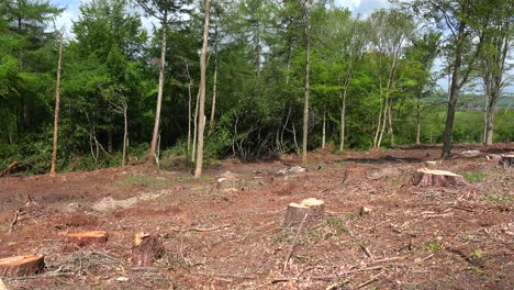 Pan-A-Través-De-Un-área-Deforestada-Con-Tocones-Y-árboles-Cortados