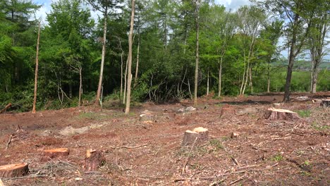 panorámica a través de un área deforestada con tocones y árboles cortados