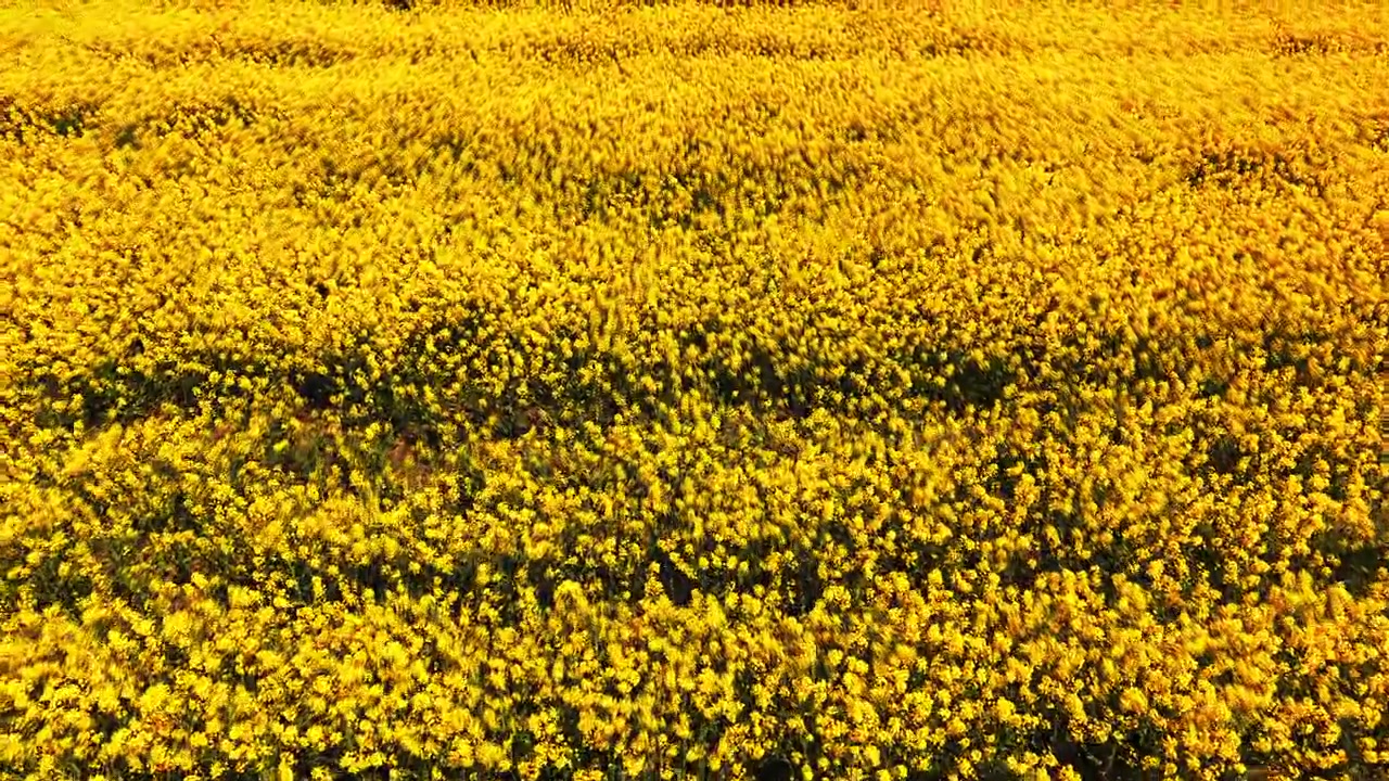 Lodret droneoptagelse fanger varme ravgule og gule toner med bølgende rækker af tætte blomsterhoveder. Tæt ovenfra ses rapsblomster, der danner et gyldent tæppe i Bulgarien.