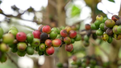 cierre de la fruta de café madura y verde en el concepto de planta, agricultura y producción