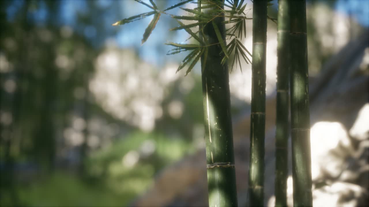 초록색 대나무 숲 배경