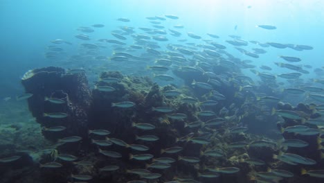 hermosos peces de coral nadando entre sí por los corales de ko kradan, tailandia - bajo el agua