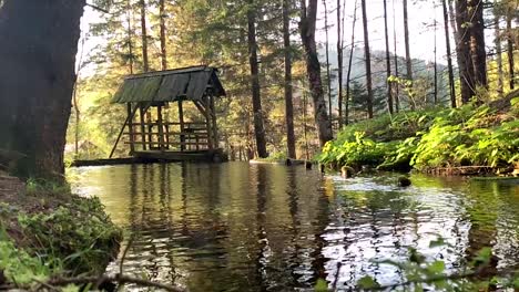 Presa-De-Madera-Y-Podrida-En-El-Bosque