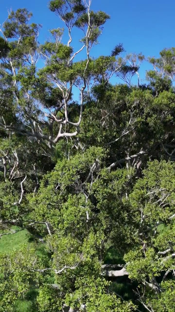 Riprese aeree catturano un grande albero in una vegetazione lussureggiante sotto la luce solare intensa, mostrando i suoi rami estesi e il fogliame vibrante
