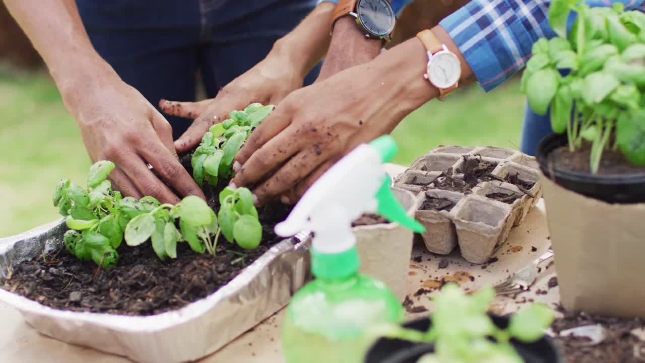 manos de una pareja afroamericana plantando hierbas en el patio trasero