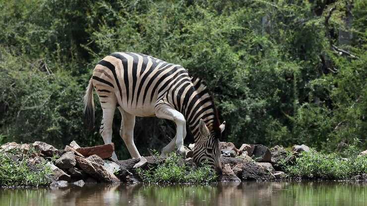 Zebra che beve acqua nella savana africana
