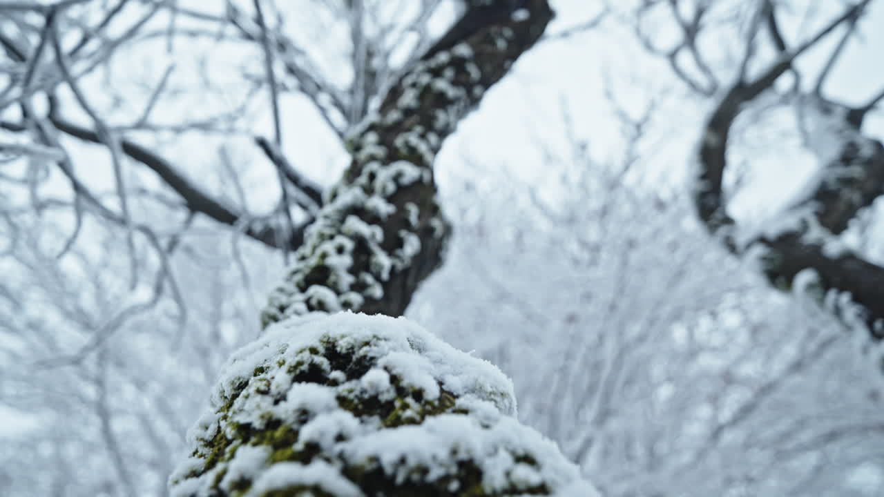 고 평화로운 겨울 숲에서 눈으로 인 나무 줄기의 조용한 클로즈업