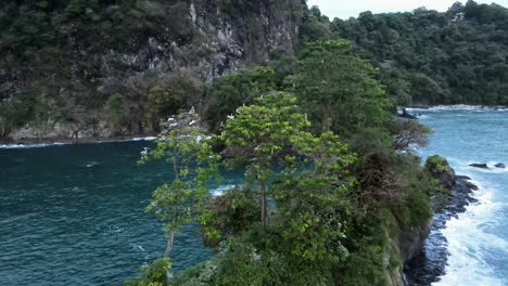 imágenes aéreas fijas de un gran nido de pelícanos en un árbol en la costa del pacífico sur durante la puesta de sol