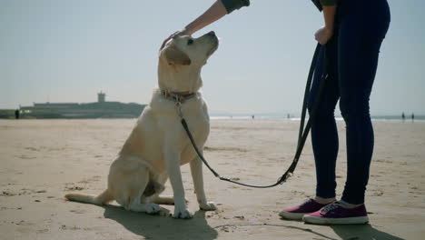 Toma-Recortada-De-Una-Mujer-Joven-Acariciando-A-Un-Perro-En-Una-Playa-De-Arena.