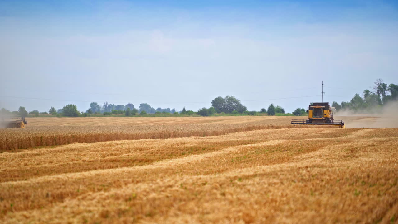 Industrial yellow ceareal farmland. Golden wheat combine harvesting on the field.
