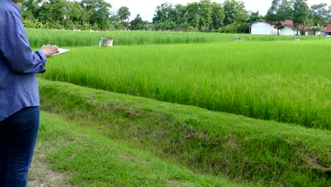 agronomist farmer using tablet to monitor rice field in organic farm. soil & water management in agriculture using mobile apps technology