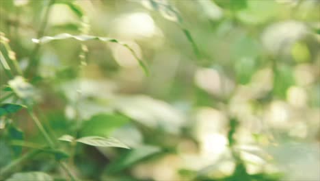 close up moving shot of wild grass