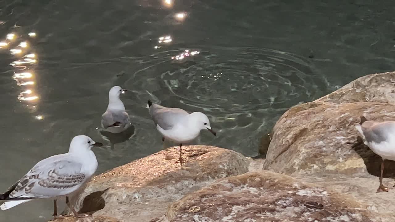 Angry birds, silver gulls, chroicocephalus novaehollandiae scavenging and fighting for food on the rocky shore, Brisbane, Australia.