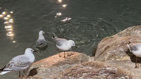 angry birds, silver gulls, chroicocephalus novaehollandiae scavenging and fighting for food on the rocky shore, brisbane, australia.